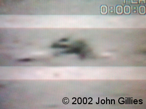 John Gillies' April 2002 sighting - picture 1