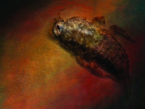 Skin Bug by Deena Warner